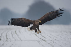 Landender Seeadler in der Elbtalaue. Foto Dr. Günther Bethge