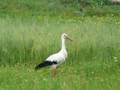 Weißstorch im ehemaligen Kreis Gerdauen. Foto: Gert Dahms