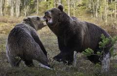 Braunbären in Finnland, Foto M. Anders