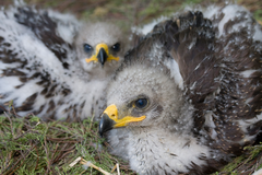 Junge Schreiadler im Nest