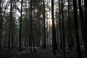 Wald in der Umgebung von Kaunas. Foto: C. Heinermann