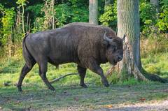 Wisentbulle Sparnadur, 6 Jahre, in Springe. Foto: Thomas Hennig