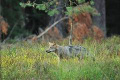 Wolf in Niedersachsen, Foto: Eike Mross